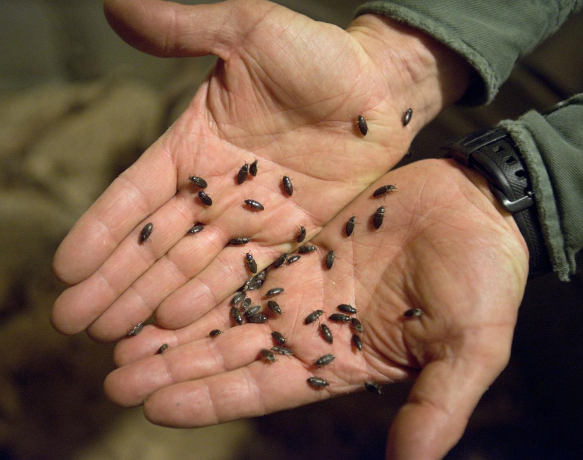 Beetle Method Skinner's Skull Shop